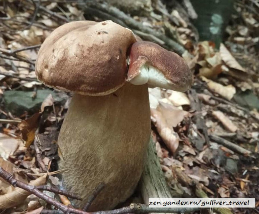 Белый гриб берёзовый Boletus betulicola