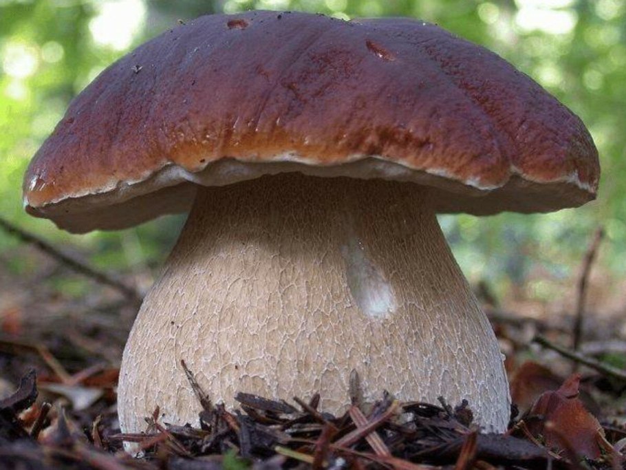 Китайские Лесные грибы