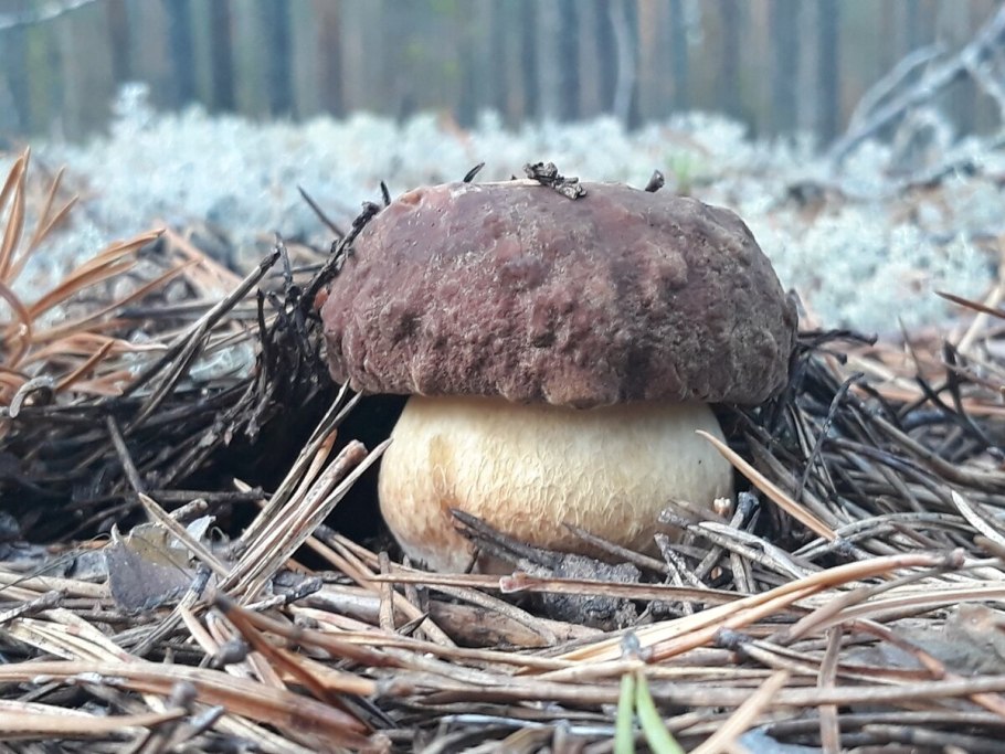 Боровик белый гриб