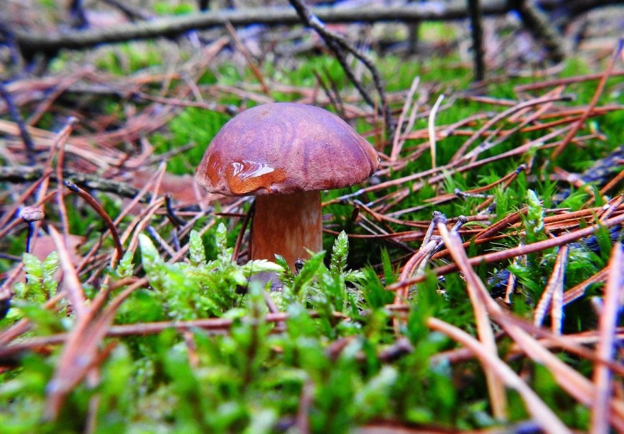 Грибы и грибники Волгоградской области