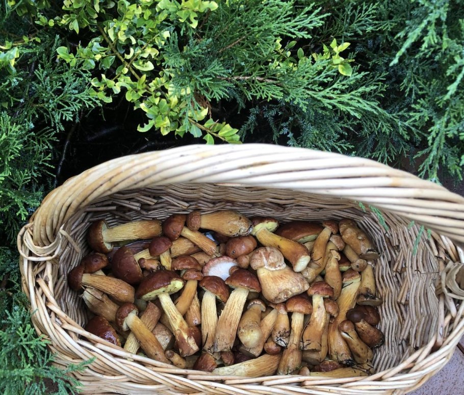 Боровые грибы