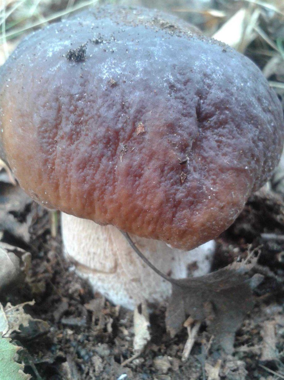 Белый гриб переросший