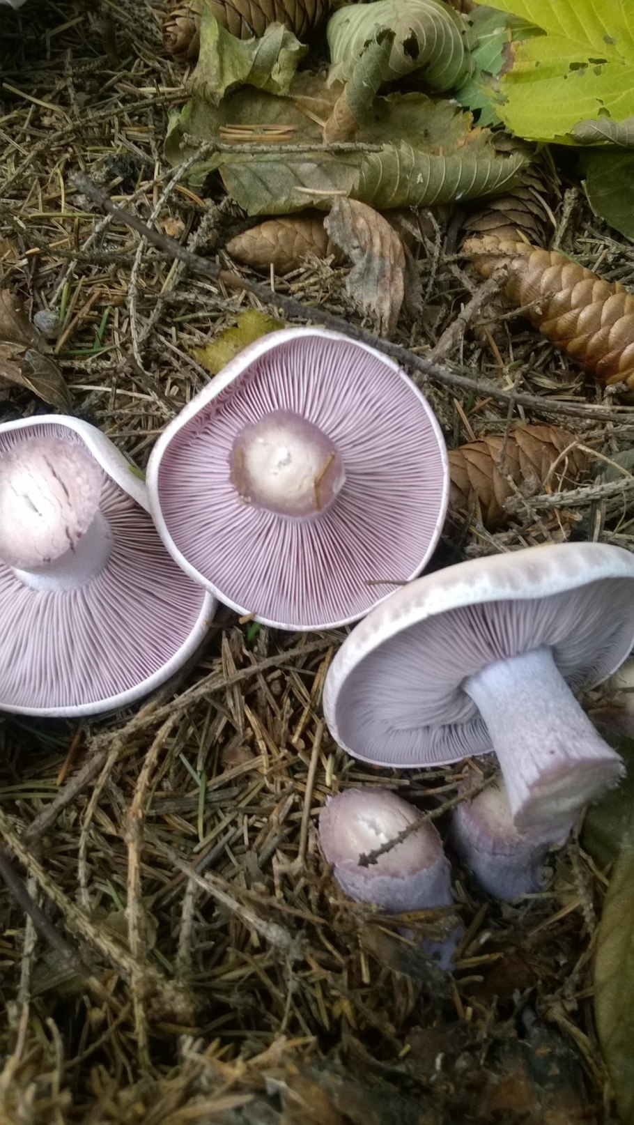 Грибы Березовая рядовка