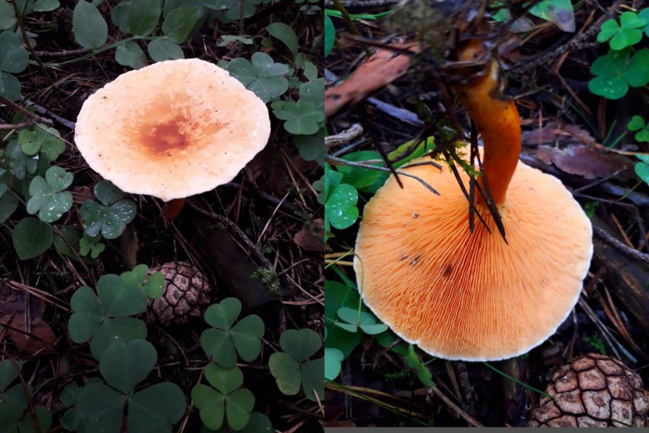 Гриб Горькуша груздь Горький