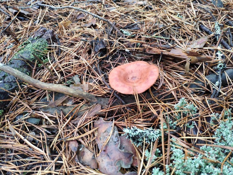 Млечник Ольховый