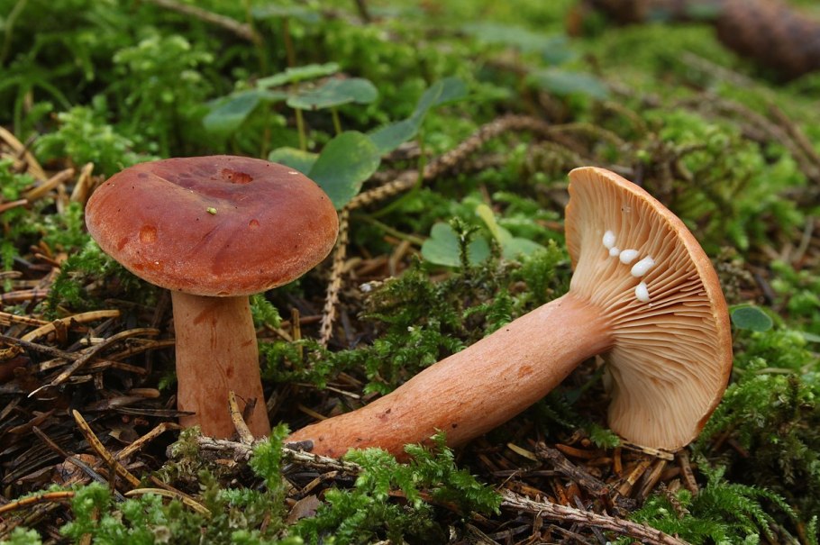 Lactarius Rufus горькушка