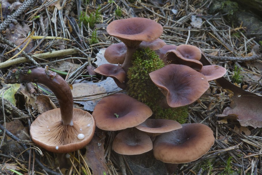 Решетиха гриб