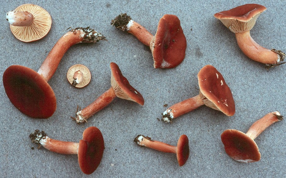 Млечник болотный Lactarius sphagneti