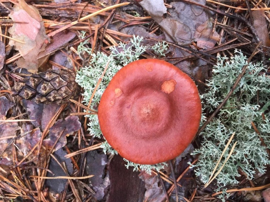 Каменский лес грибы