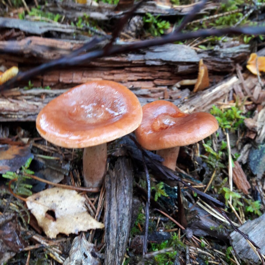 Млечник горькушка