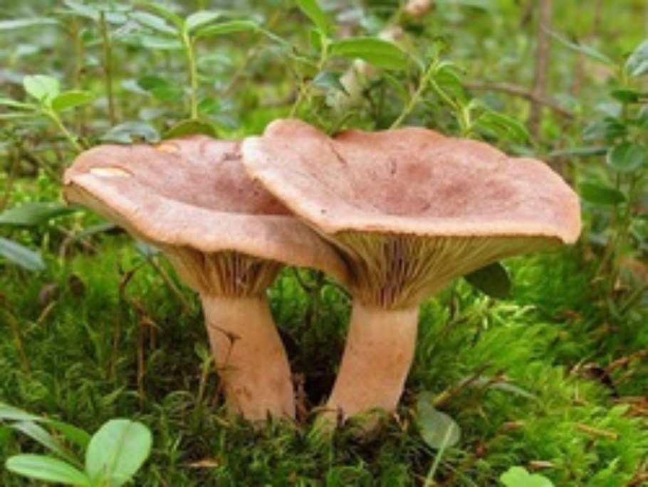 Горькушка гриб съедобный