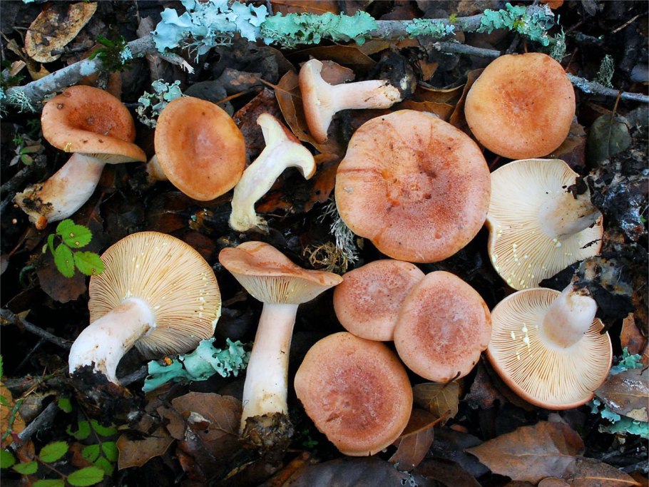 Млечник краснушка