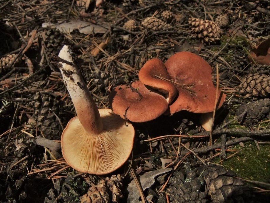 Гриб млечник горькушка