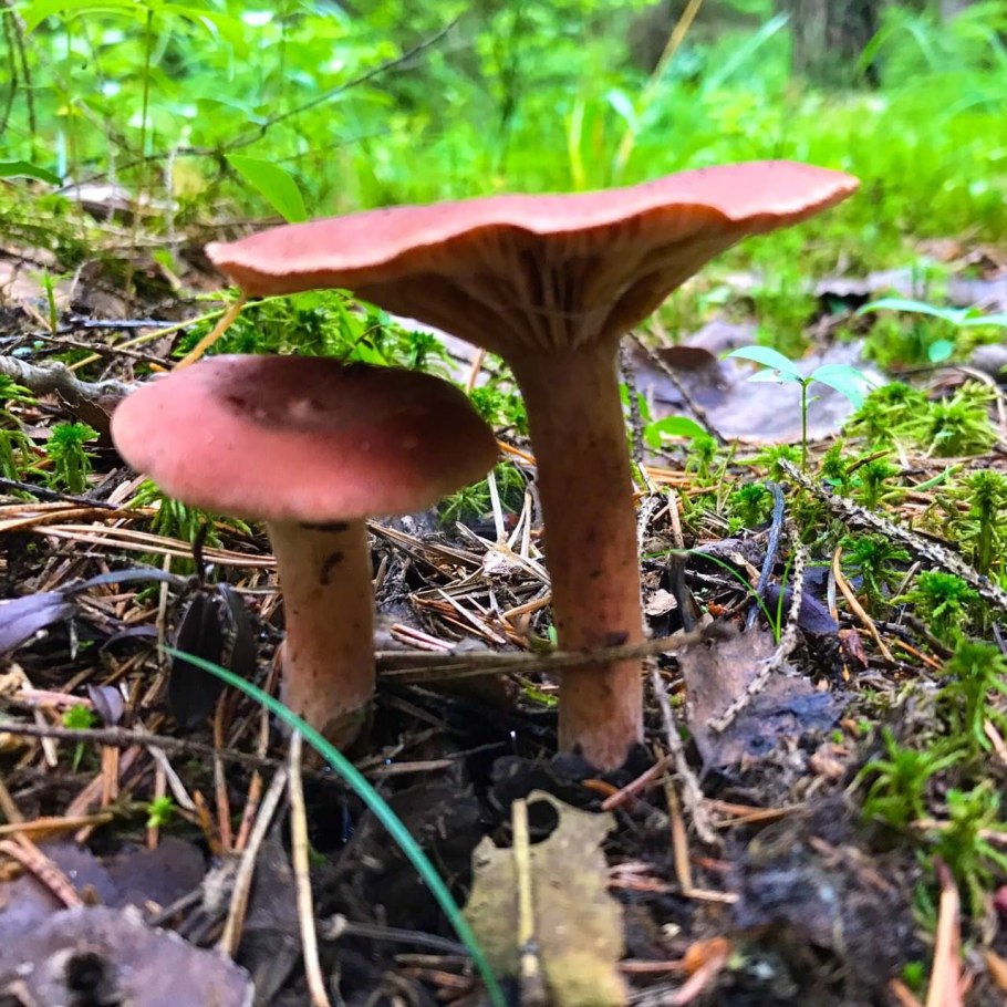 Свинушка и масленок