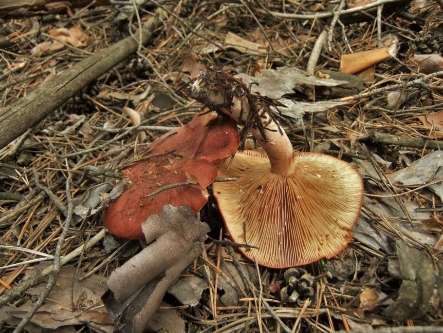 Горькушка и серушка