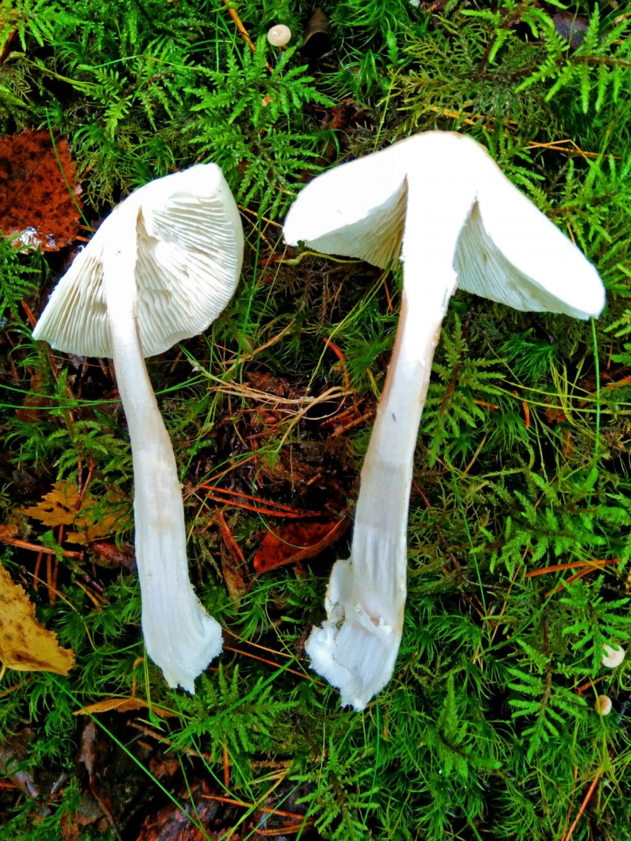 Грибы, белая поганка и мухомор