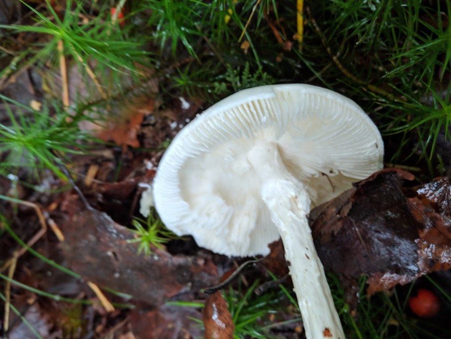 Несъедобные грибы Ленинградской