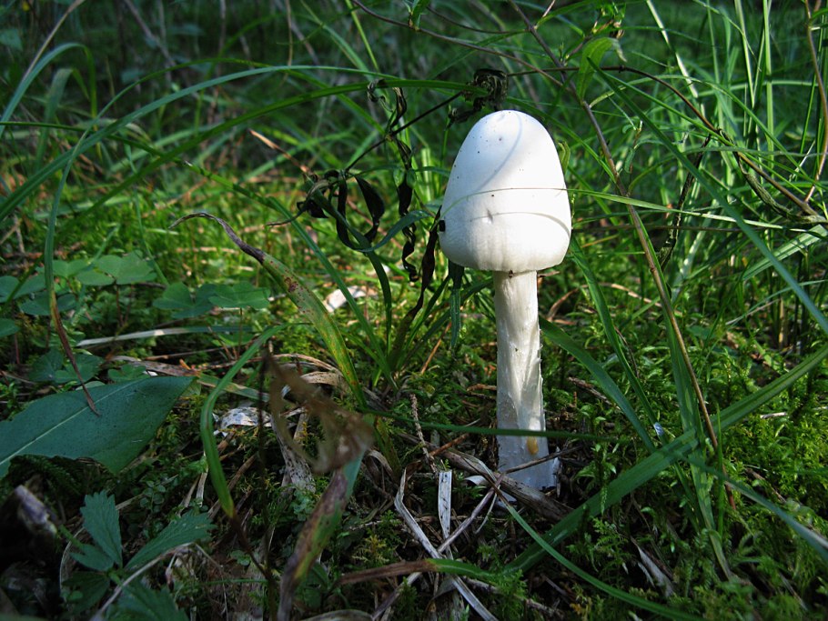 Мухомор вонючий (белый, белая поганка)