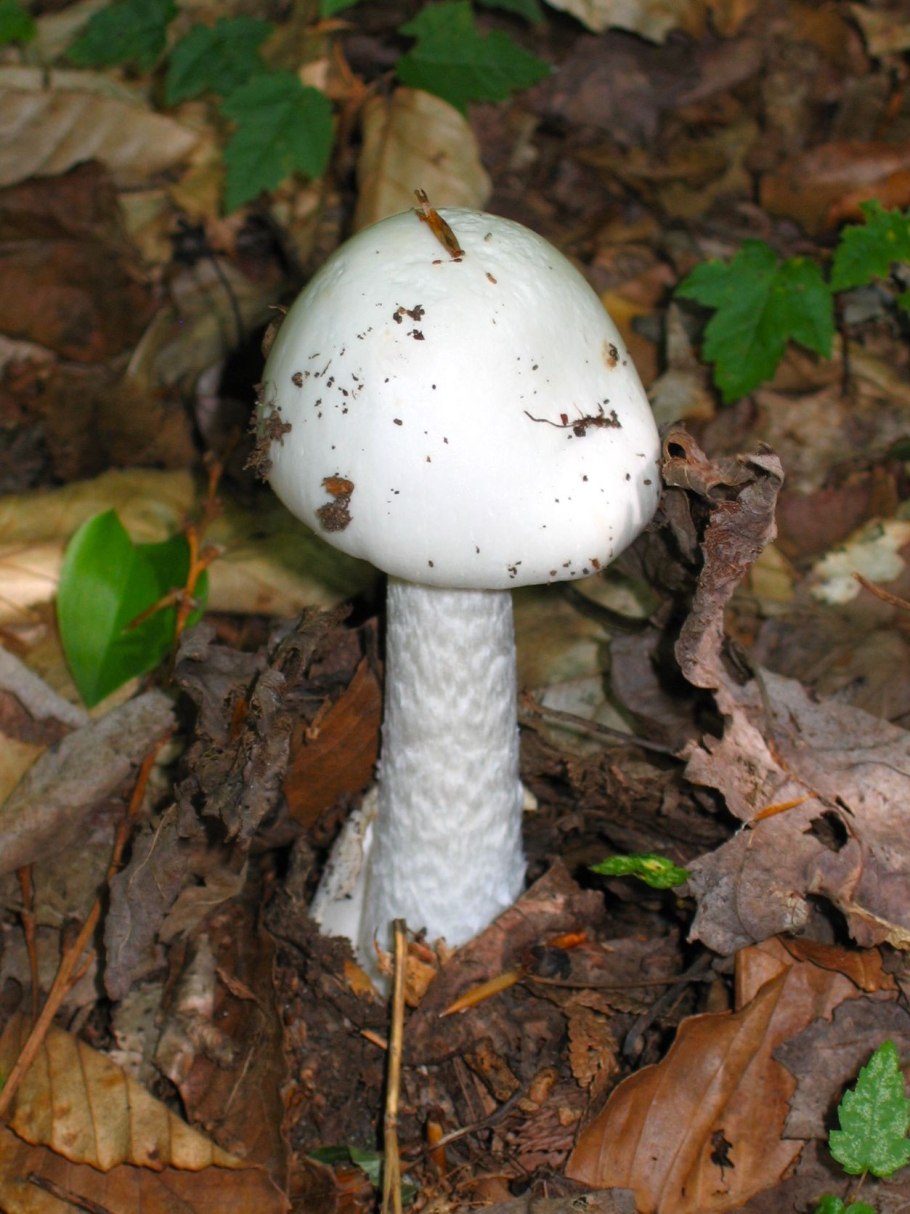 Двойник мухомора