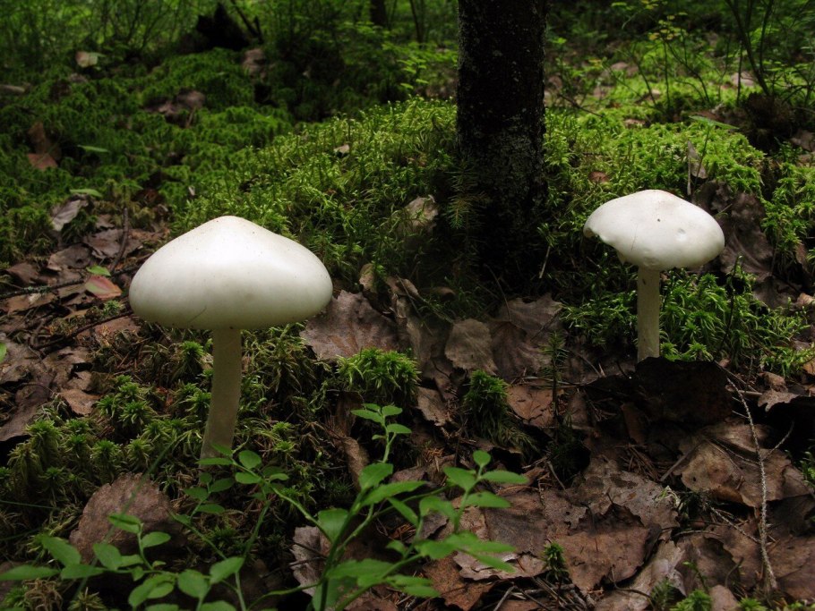Белая поганка мухомор вонючий