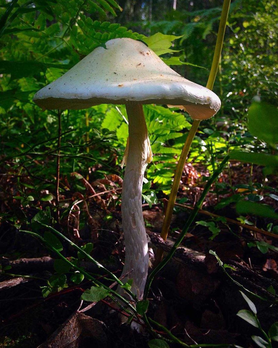 Бледная поганка гриб