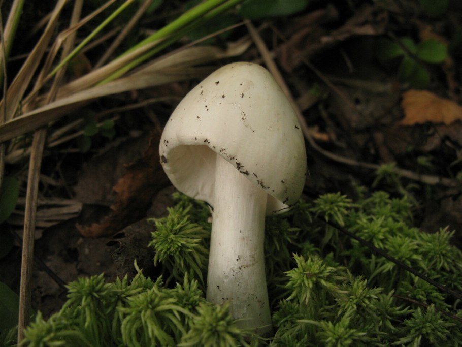 Мухомор белый (Amanita Verna)
