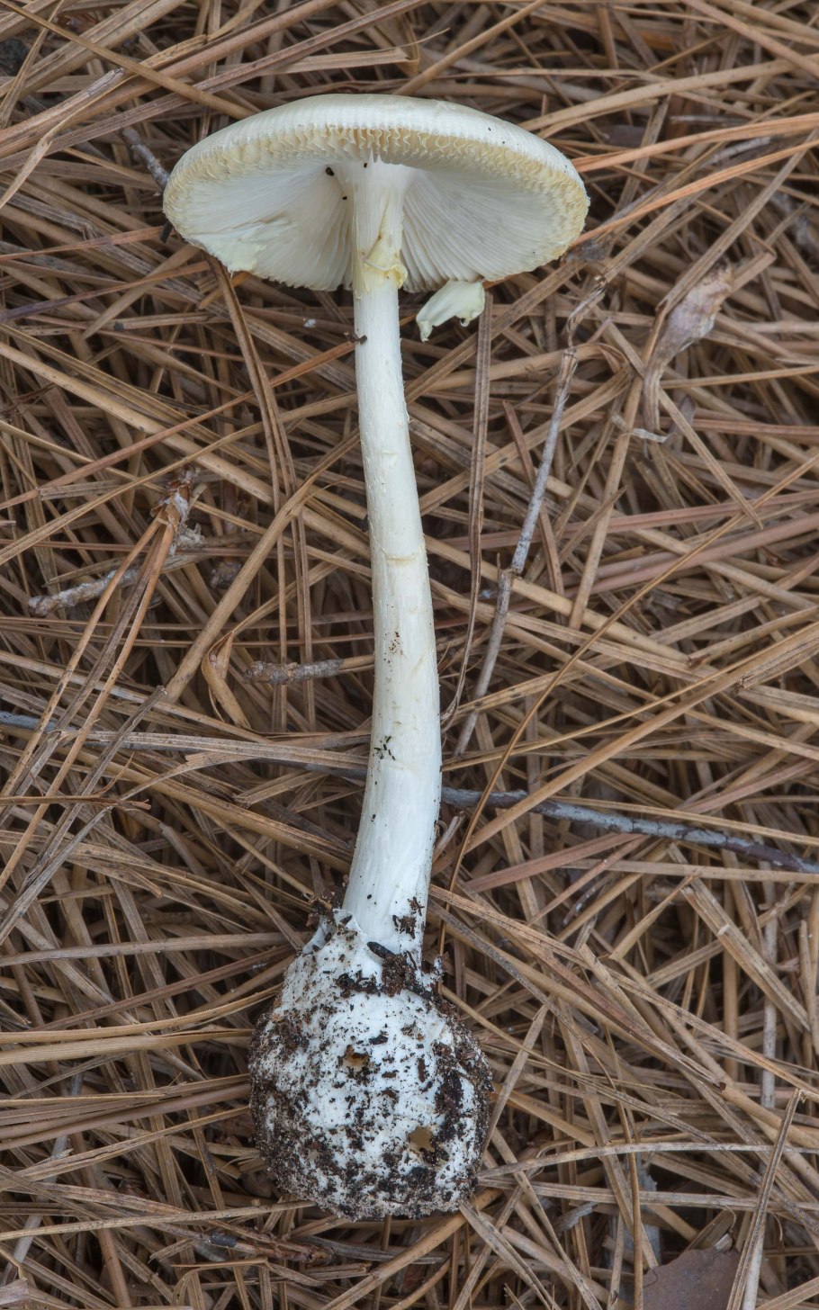 Amanita virosa гриб