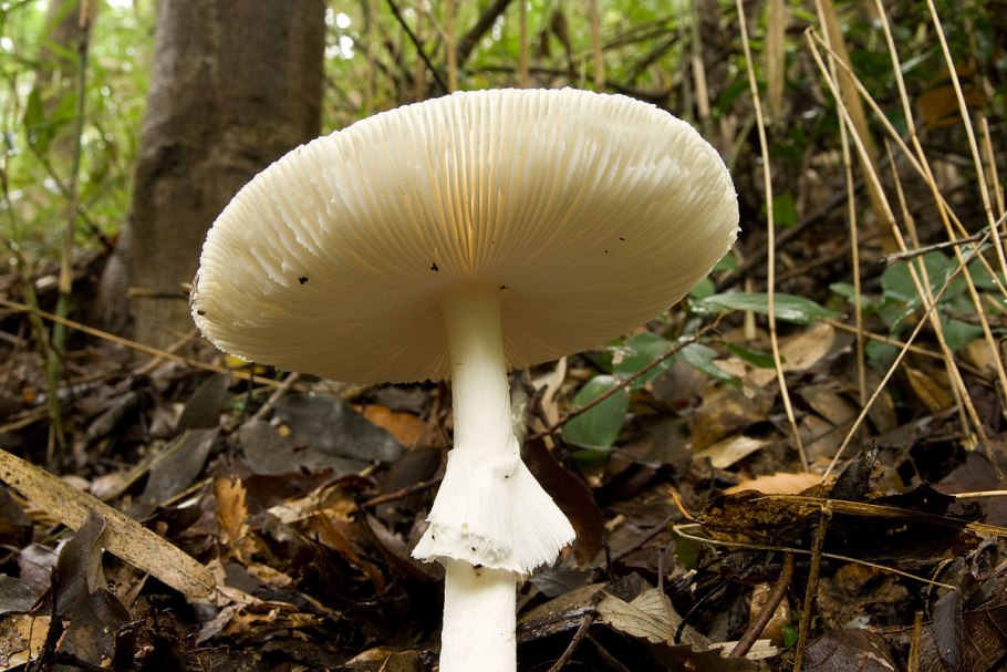 Мухомор вонючий - Amanita virosa