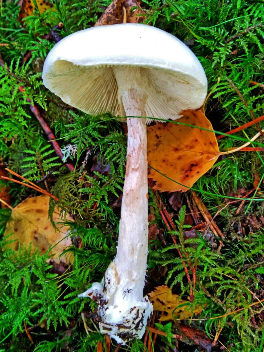 Мухомор поганковидный Вишневский