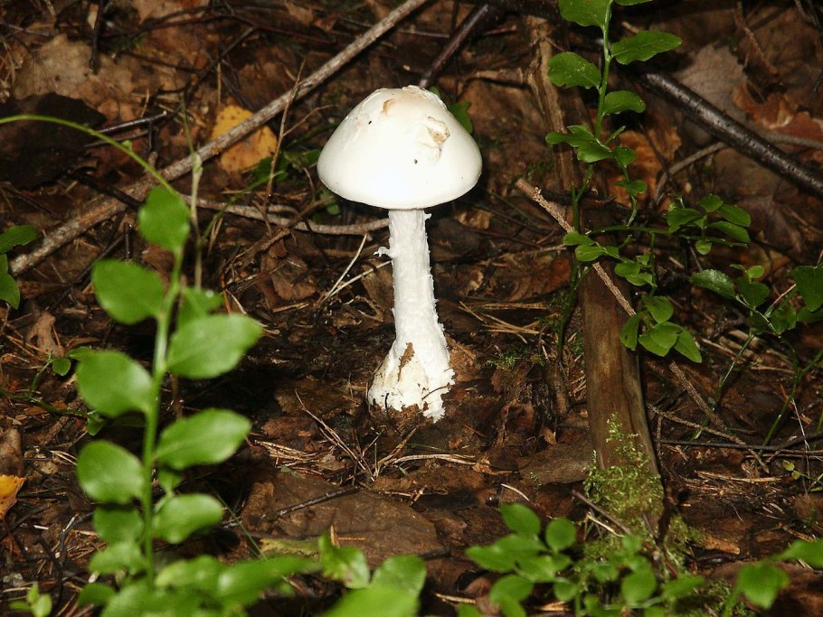 Amanita virosa гриб