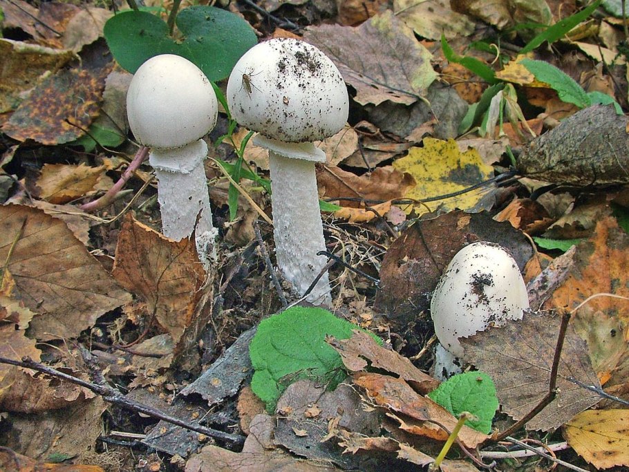 Amanita virosa гриб