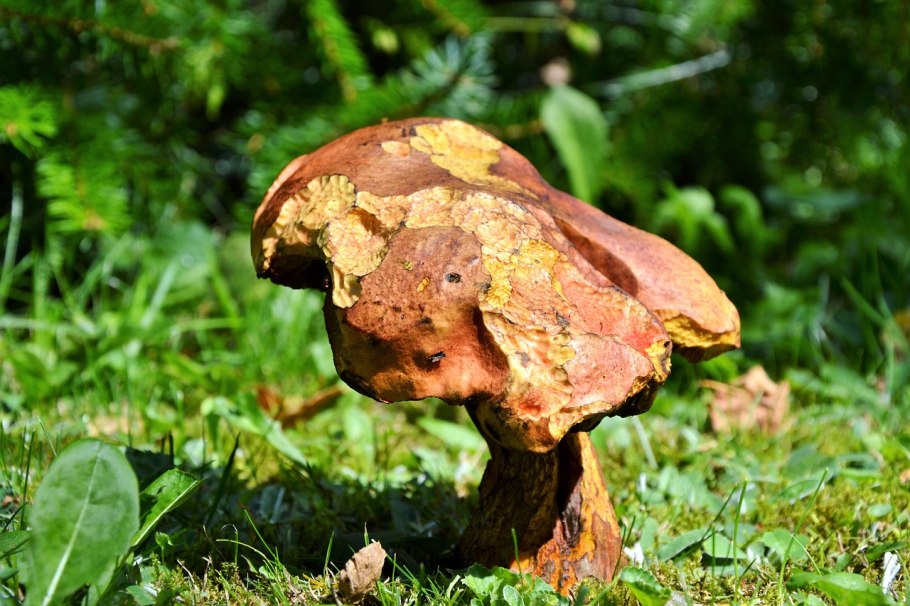 Пожилой гриб