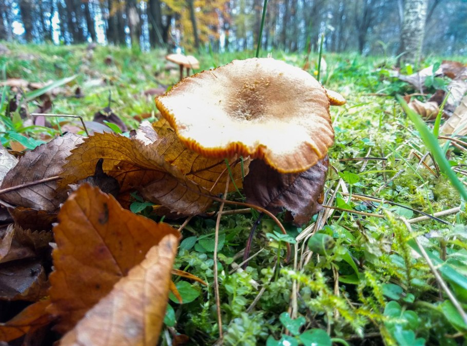 Грибы на стволе лещины