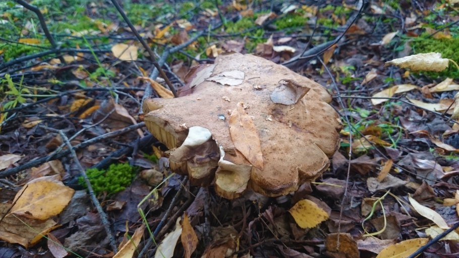 Гриб поссыкушка