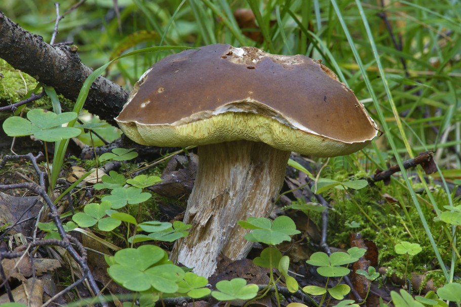 Белый гриб еловый Boletus edulis