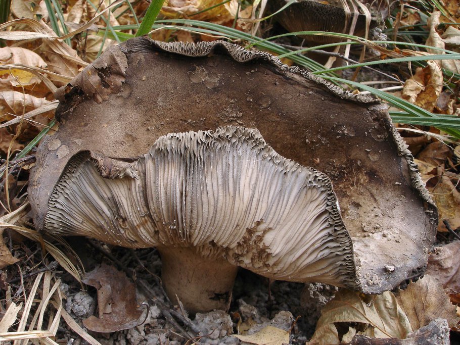Подгруздок Russula adusta