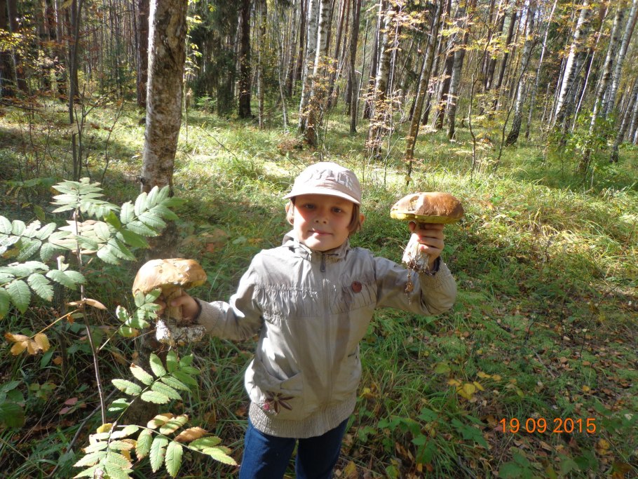 Войлочно бурый трутовик
