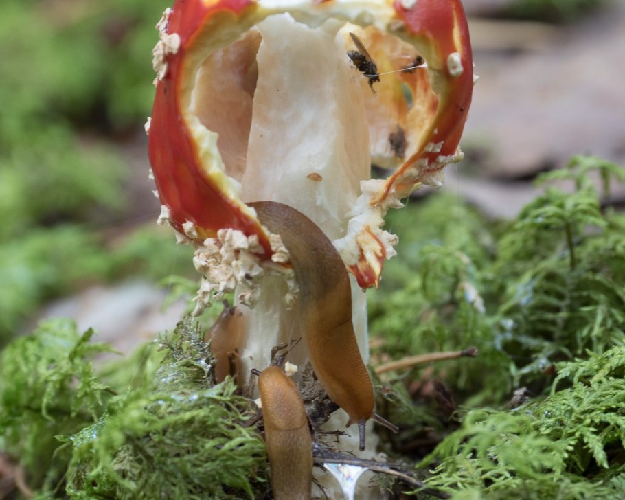 Старый белый гриб