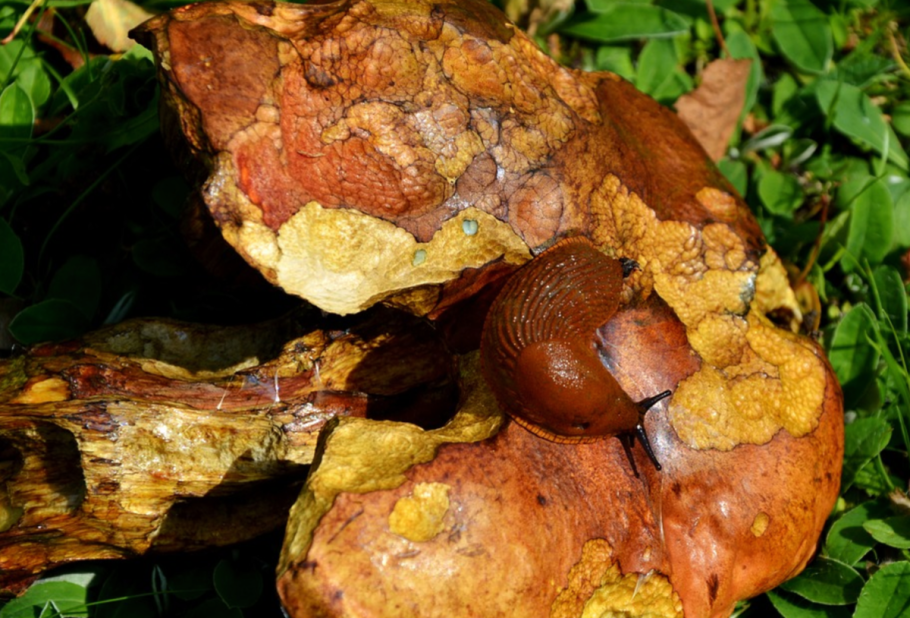 Трубка гриба