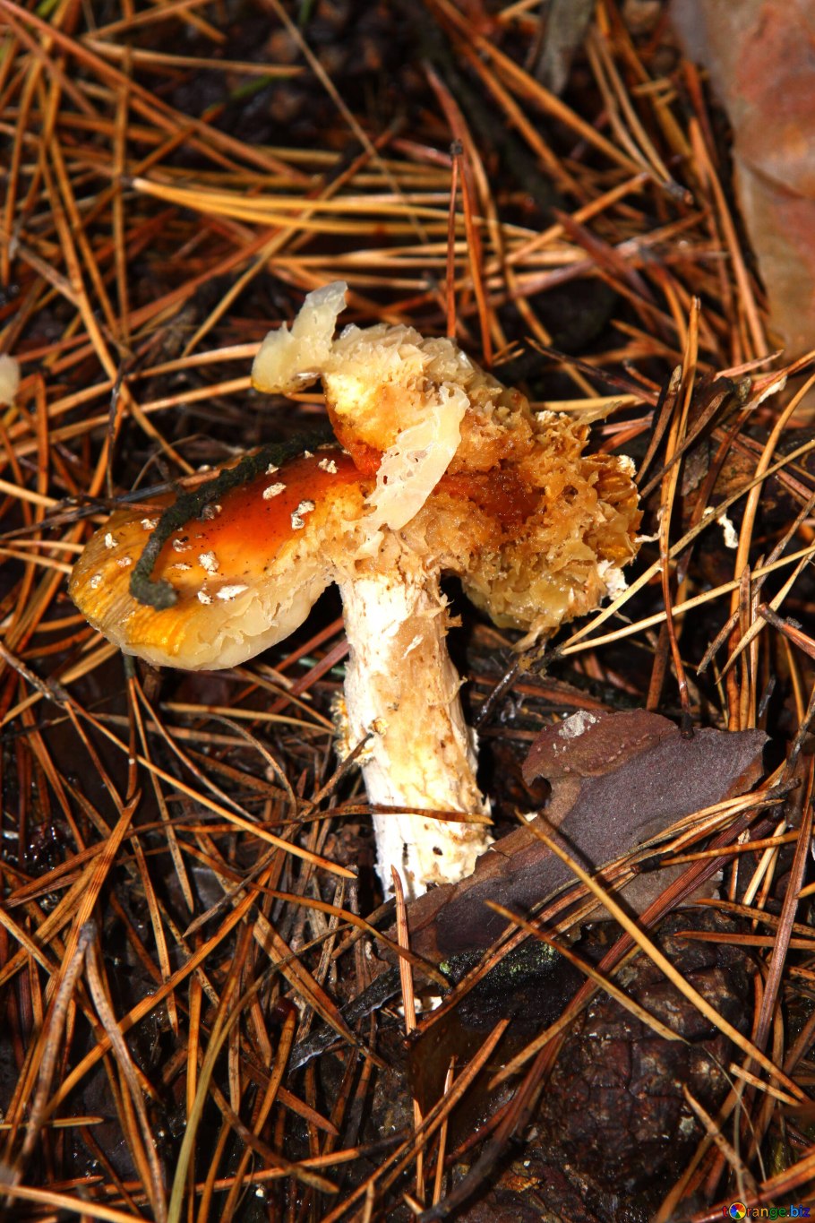 Гриб дождевик Луговой