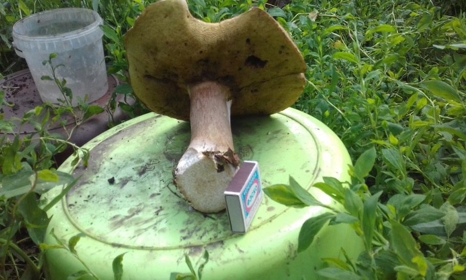 Гриб чешуйчатка чешуйчатовидная съедобный