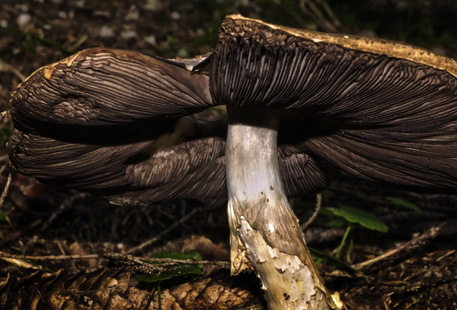 Ложнодождевик звёздчатый