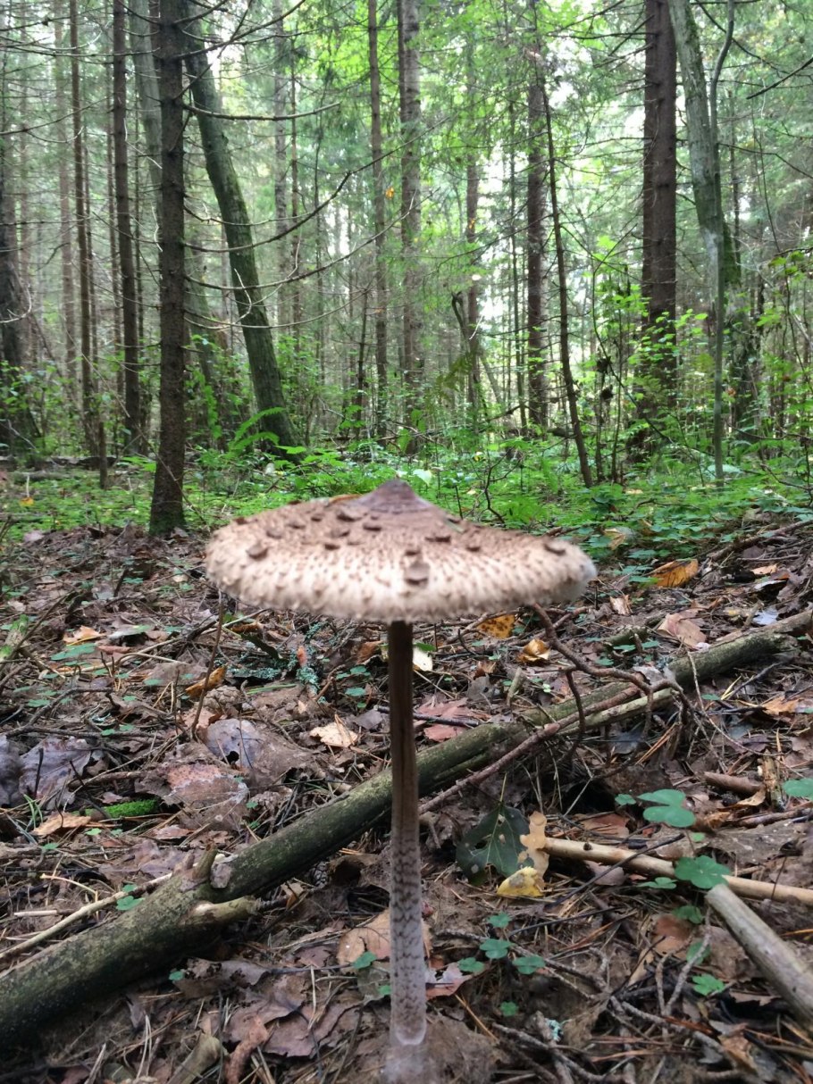 Самый старый гриб