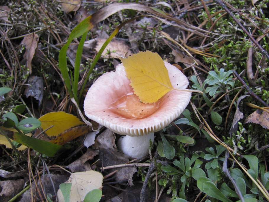 Михаил пришвин старый гриб