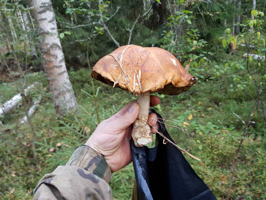 Собирает старые грибы