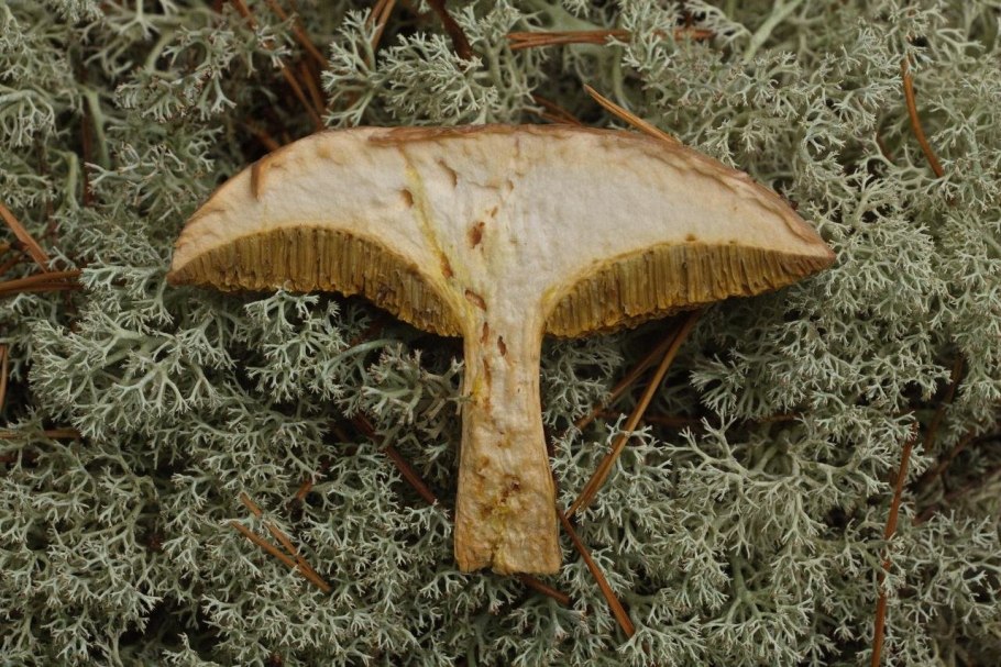 Гриб свинушка Ольховая