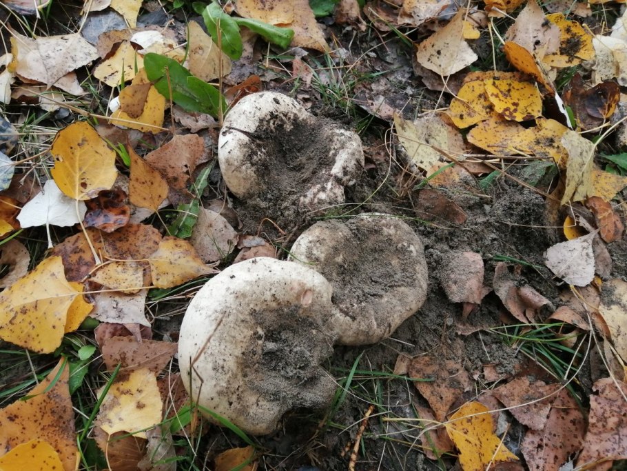 Шляпочные грибы мухомор гриб