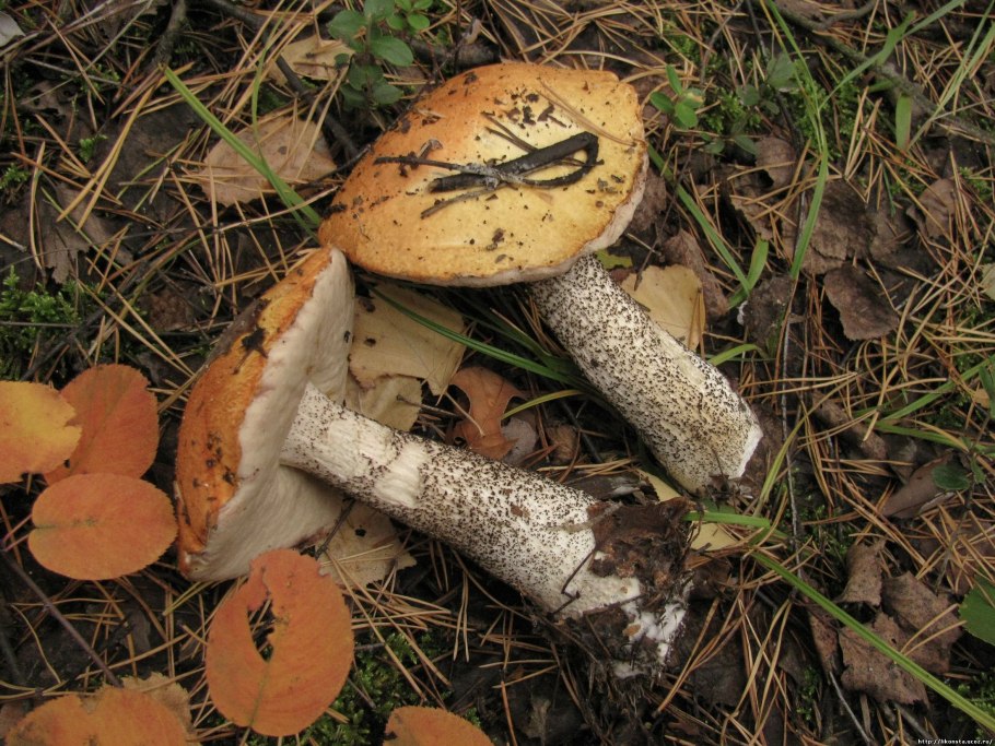 Мухомор оранжево красный