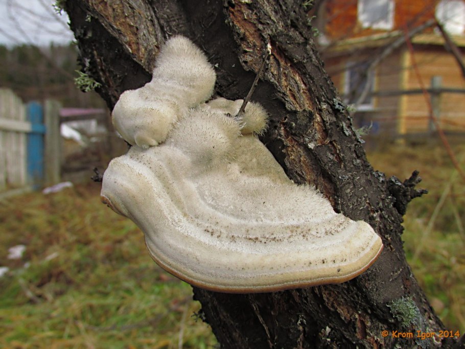 Трутовик обыкновенный fomes fomentarius