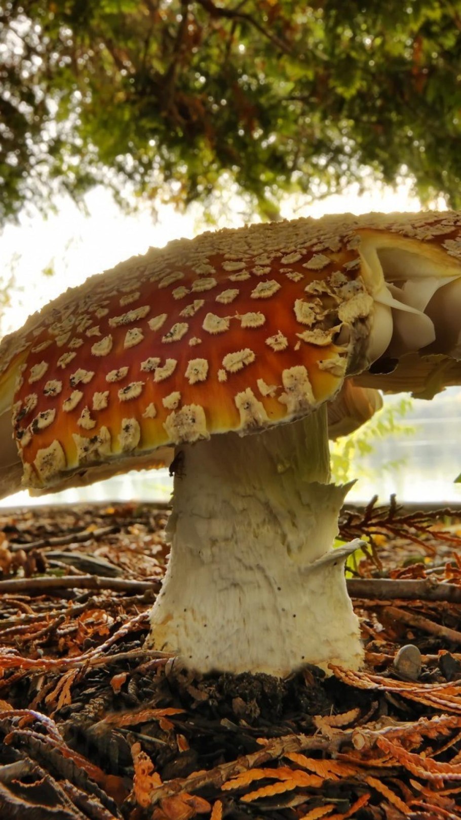 Трутовик скошенный фото